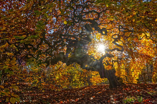 arbre remarquable ( Fau de Verzy )