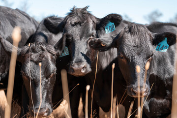 Australian wagyu cows grazing in a field on pasture. close up of a black angus cow eating grass in a paddock in springtime in australia and new zealand © William