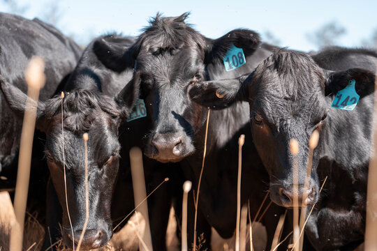 Australian wagyu cows grazing in a field on pasture. close up of a black angus cow eating grass in a paddock in springtime in australia and new zealand
