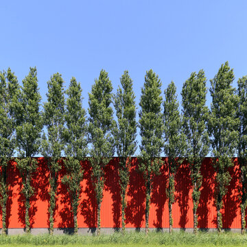 Close-up of a row of Trees growing in front of a red wall on a sunny day