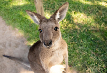 Fototapeta premium A kangaroo looking at the camera in the grass