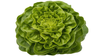 Fototapeta premium Fresh Green Lettuce Head vegetable healthy isolated on a transparent background