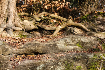 Obraz premium Exposed tree roots grip rocky terrain with fallen leaves scattered around