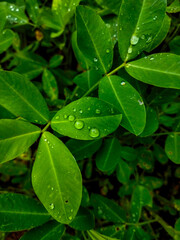 green leaf with water drops
