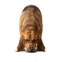 Obraz premium Various dog species and breeds are highlighted by a Bloodhound sniffing the ground in a studio setting, showcasing its distinctive features in a close-up shot, as seen in 31.png
