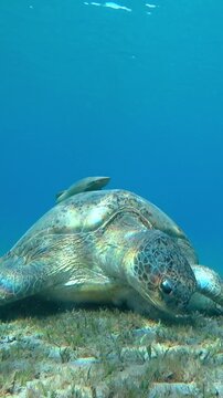turtle swims in the sea
