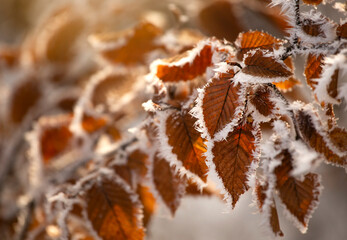 Zamarznięte liście Buka w porannym słońcu, szadź, przymrozek, tapeta.