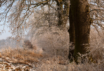 Mroźny Poranek: Stare Dęby i Oszroniona Łąka  © mycatherina