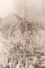 Zimowy Poranek: Oszroniona Roślina na Rozmytym Tle .