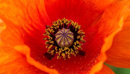 Close-up Macro Shot of a Vibrant Orange Poppy Flower Center.