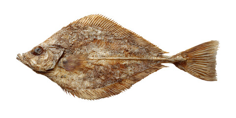 Obraz premium Freshly caught brown fish on display isolated on white background