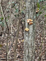 mushrooms in the forest