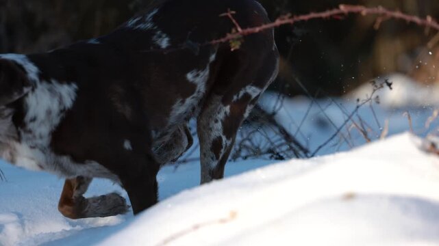 Leopard Labrador runs through snow while fetching a ball, showing joy, movement and focused obedience in winter.