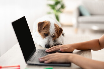 Cute jack russel terrier dog laying on workdesk by unrecognizable woman working online, typing on...