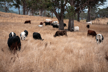 a beautiful australian farming landscape in tasmania with grass