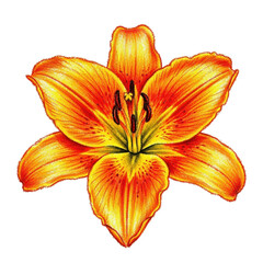 Obraz premium Fiery Orange Lily Flower Isolated Black Background