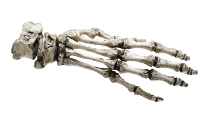 human hand skeleton bones detailed anatomical structure medical education isolated specimen photography on white background
