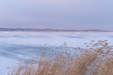 Winter reeds in snowy landscape in Lake Balaton, Hungary