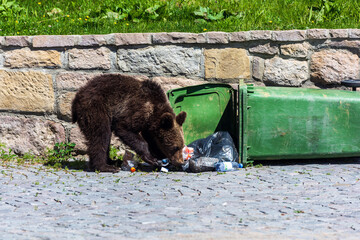 Brown Bear Cub Searching Food in Urban Trash Bin. Brown bear cub on a green garbage bin, illustrating wildlife adaptation to urban environments and human waste in a Romanian tourist town.
