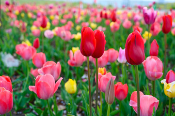 Beautifully blooming tulip flowers in a flower garden at Odaiba. Spring blossom background.
