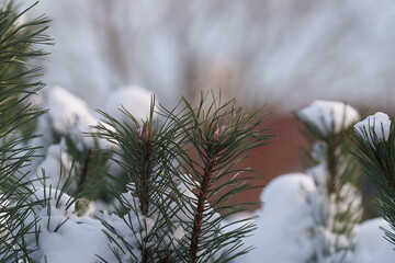 snow covered pine needles © talavietis