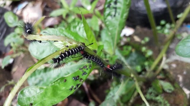 Several black caterpillars are eating leaves.