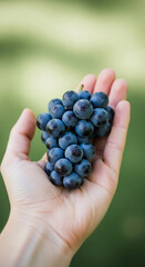 Close-up of a hand holding a bunch of dark-blue grapes against a blurred green background, showcasing freshness and natural abundance