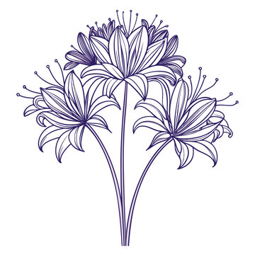  agapanthus peter pan line art on white background