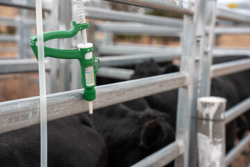 angus cattle drench and vaccinating cows in stockyards on a farm in australia. treating livestock...