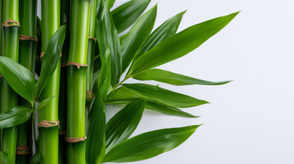 Minimalist close up of vibrant green bamboo stems on a clean off white background, ideal for spa branding, mindfulness concepts and modern natural lifestyle design, symmetrical ver