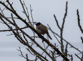 Obraz premium blue tit on branch