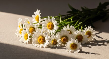 Obraz premium Daisy flowers with water drops and shadows