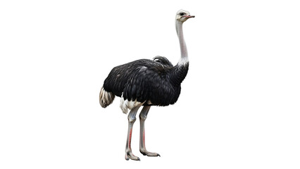 An ose bird with long neck and long legs standing in front.