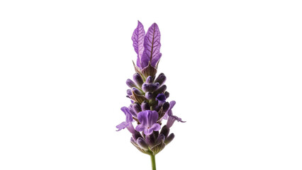 Obraz premium Purple flower with green leaves on it stem against black background with.