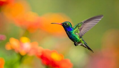 Fototapeta premium A vibrant hummingbird hovers gracefully amidst a colorful garden filled with blooming flowers