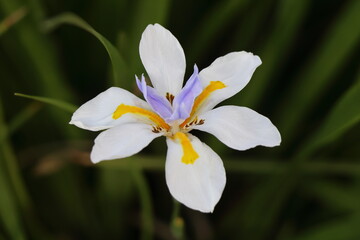 Flower of Iris sibirica, closeup of photo