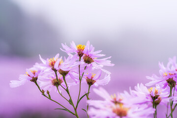 Obraz premium 문경 봉천사의 보랏빛 개미취 꽃