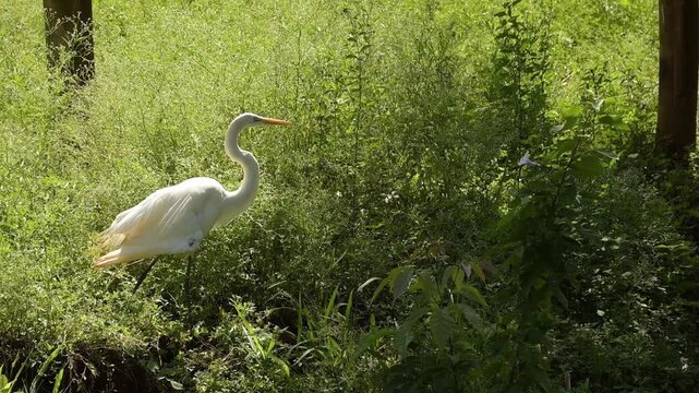 White heron, white heron filmed in slow motion at a zoo in Brazil, 4k, natural light, slow motion, selective focus.