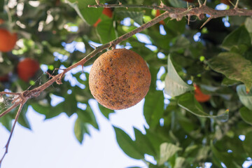 Infected orange fruit growing on a citrus tree branch with visible disease and surface damage. Agriculture problem, crop infection and unhealthy citrus plant outdoors.