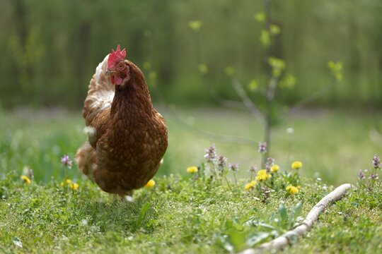 Domestic Lohmann Brown chicken posing in a sunny garden, surrounded by green grass and blooming flowers. Captures natural colors, outdoor rural environment, and detailed plumage