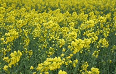 Close-up of flowering rapeseed (Brassica napus) in sunlight, with selective focus highlighting vibrant yellow blooms on a bright spring day in a natural field