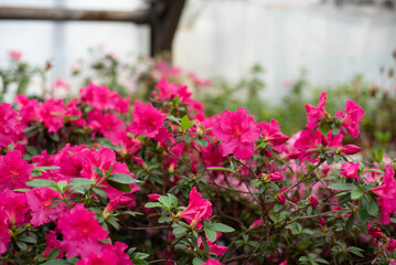 Naklejka premium Blooming bright pink azaleas in a greenhouse.