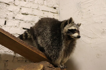 Cute raccoon © Hanna