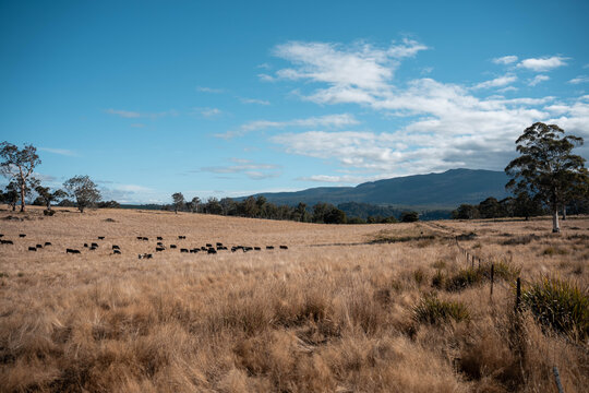 Beef cows and calfs grazing on grass in south west victoria, Australia. eating hay and silage. breeds include specked park, murray grey, angus and brangus.