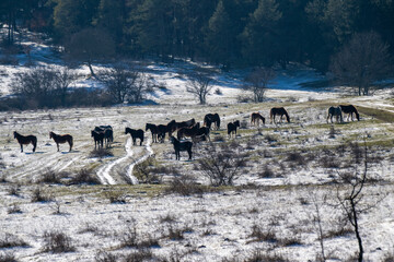 a herd of horses grazing and standing in a snow-covered field marked by tire tracks, set against a backdrop of a dense pine forest on a sunny winter day.