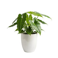 Potted green plant isolated on transparent background