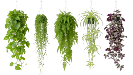 Five hanging plants isolated on transparent background