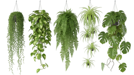 Hanging plants isolated on transparent background
