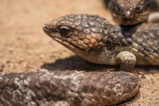 The shingleback lizard is live in australia nature garden