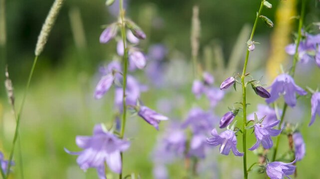Close-up of a group of round-leaved bellflowers